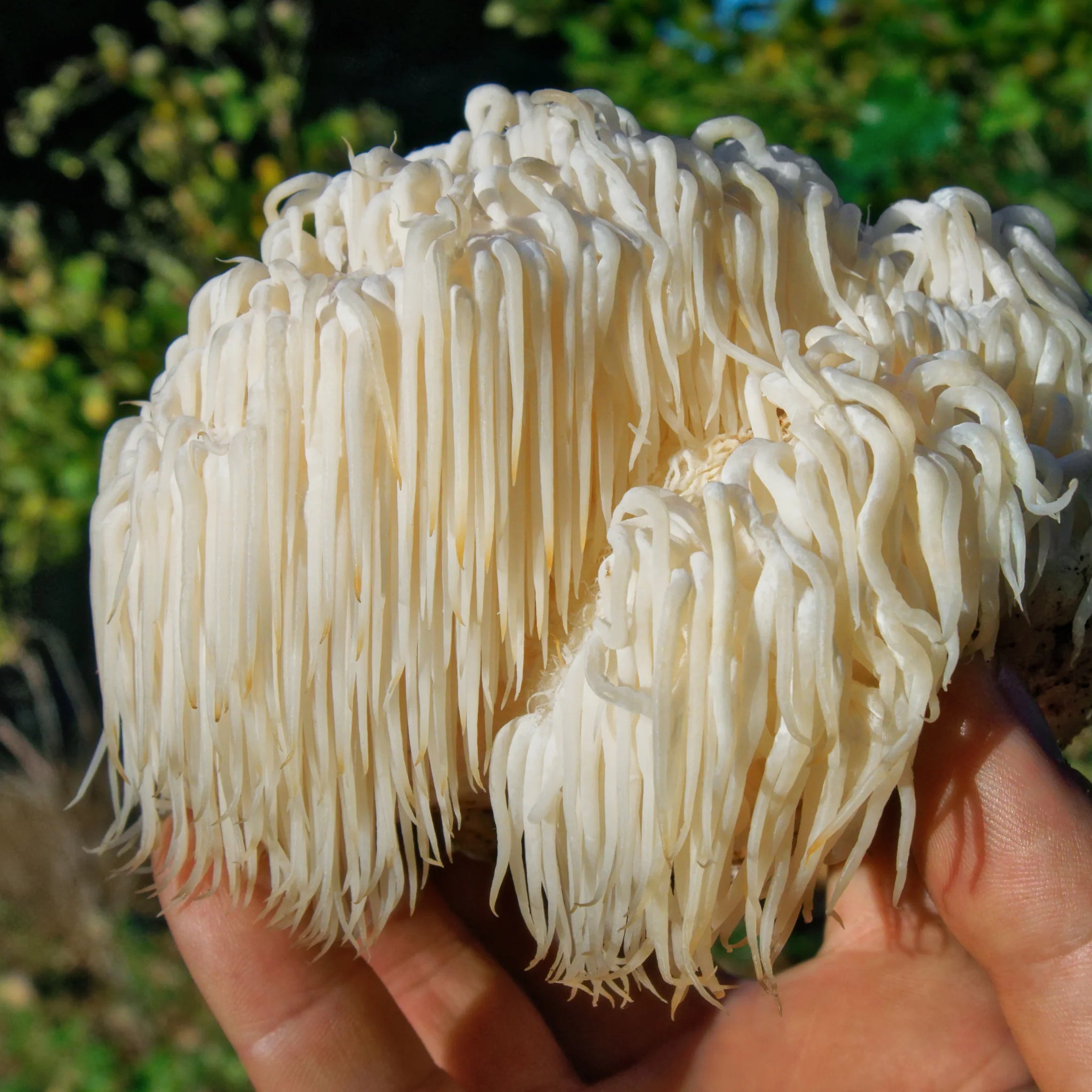 Lion's Mane Deutschland - Unterstützung Für Ihre Gehirngesundheit