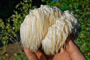 Lion's Mane Deutschland - Unterstützung Für Ihre Gehirngesundheit